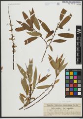 Foto von Salix rigida Muhl.